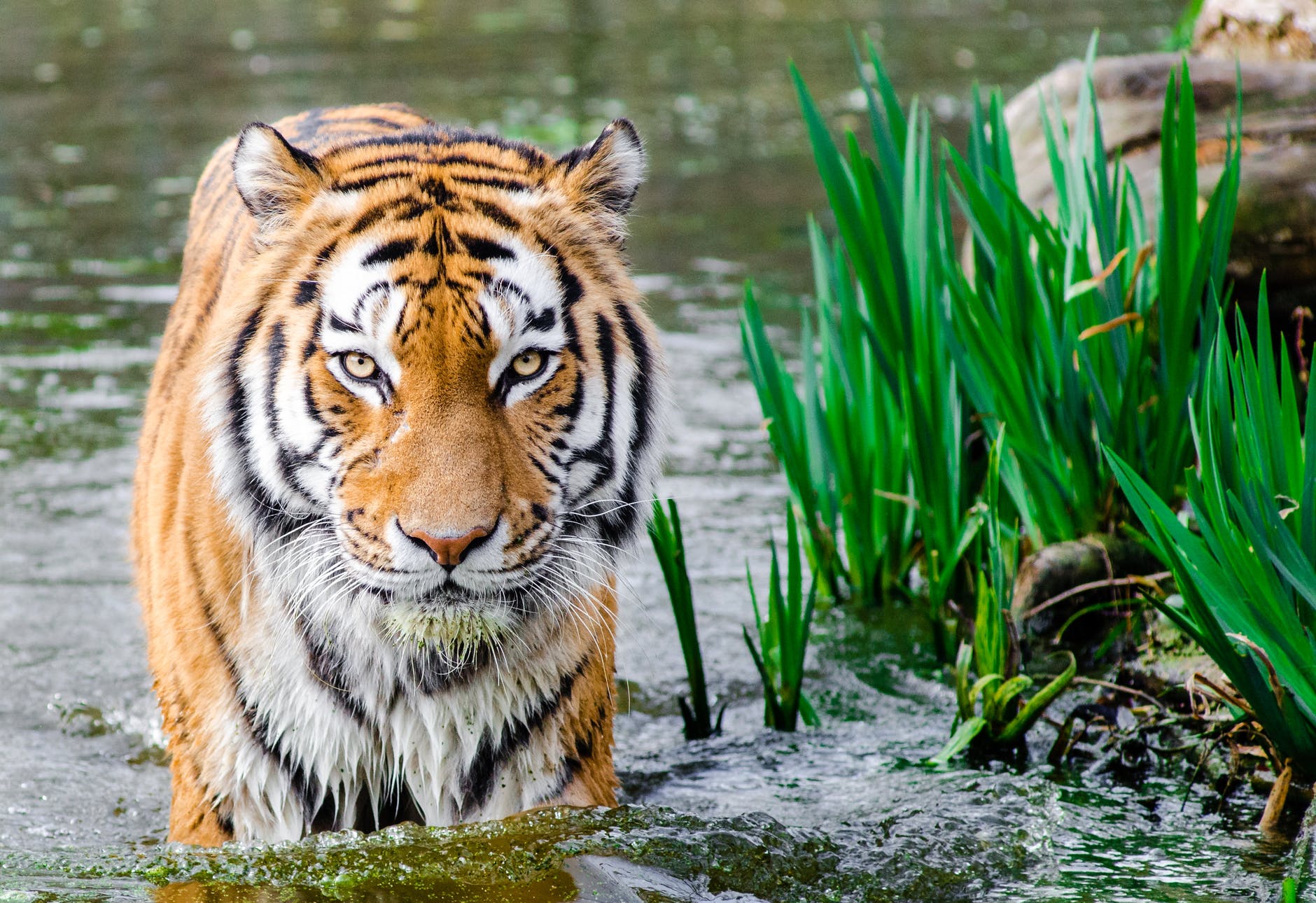 bengal tiger half soak body on water during daytime